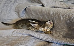 Russian Blue cats for sale: Mix Russian Blue and Maine Coon - Image 9