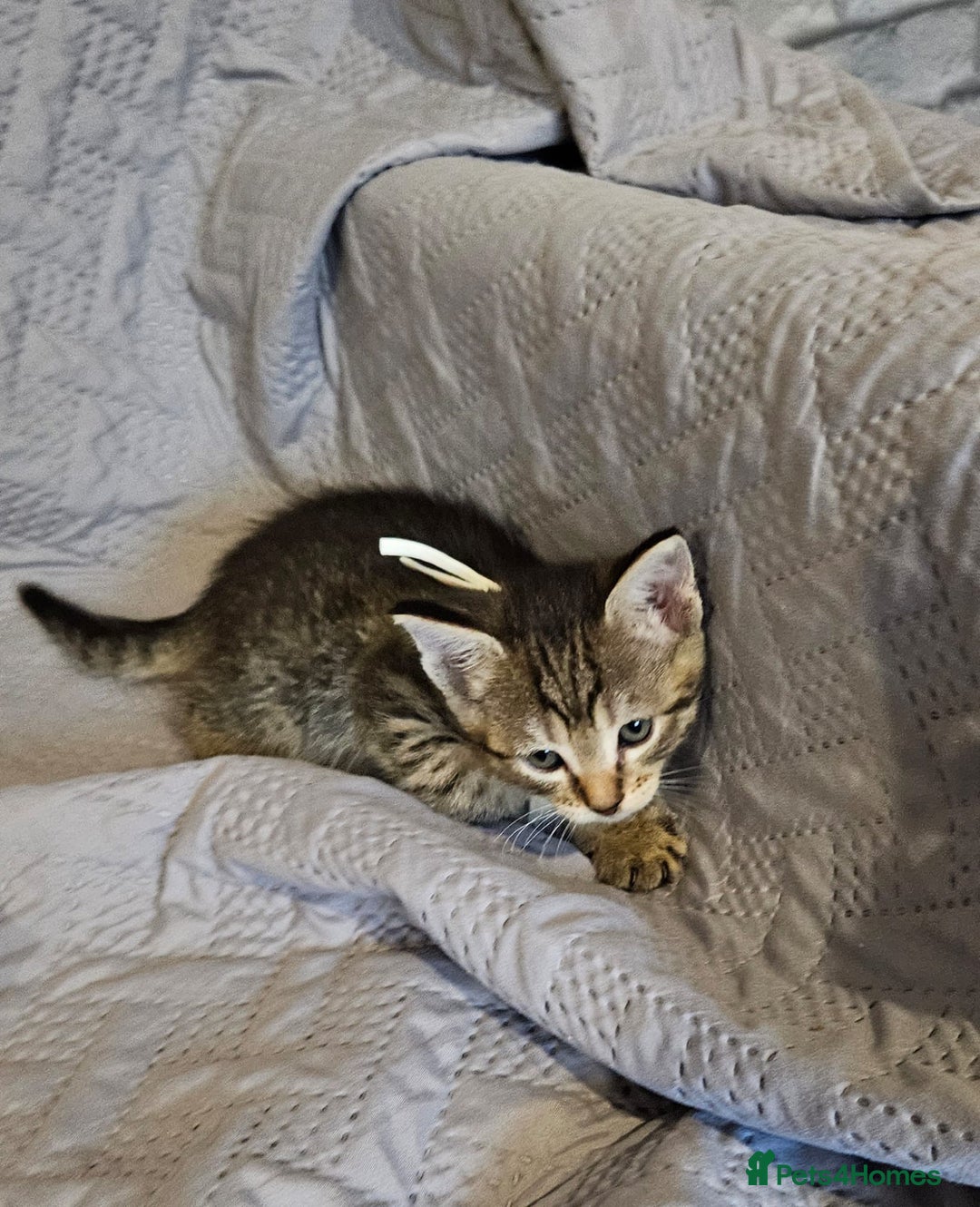 Russian Blue cats for sale: Mix Russian Blue and Maine Coon - Image 9