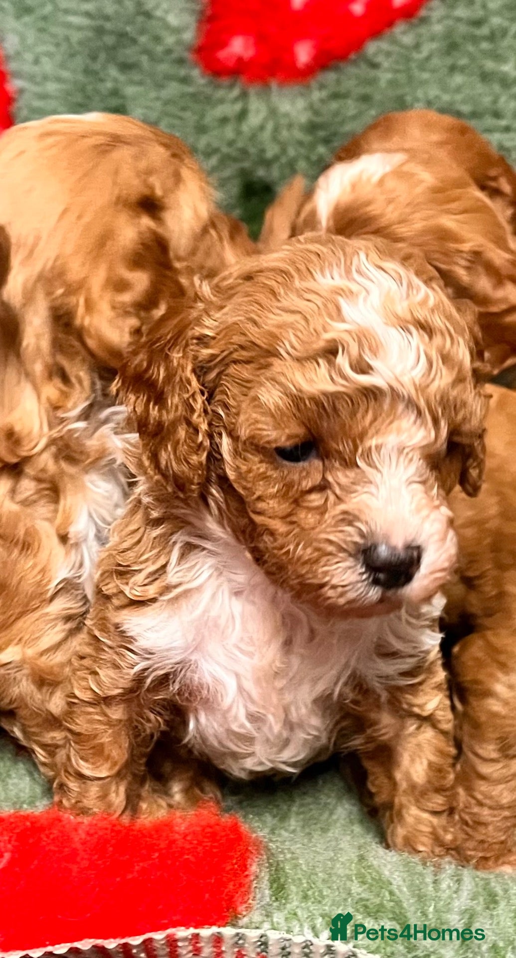 Cavapoo dogs Beautiful f1b cavapoo babies  - Advert 1