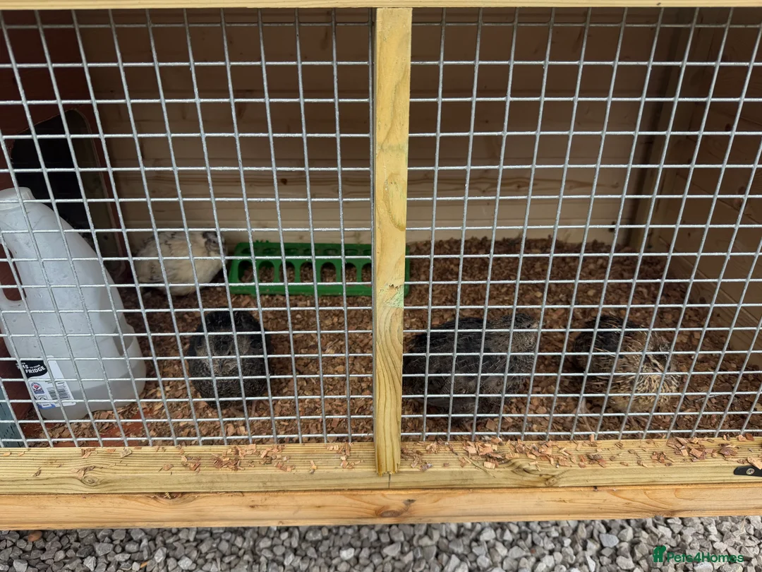 Quail poultry for sale: Jumbo quail 5 hens 1 cock - Advert 4