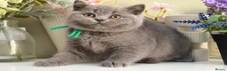 British Shorthair cats for sale: Gorgeous British Kittens - Advert 8