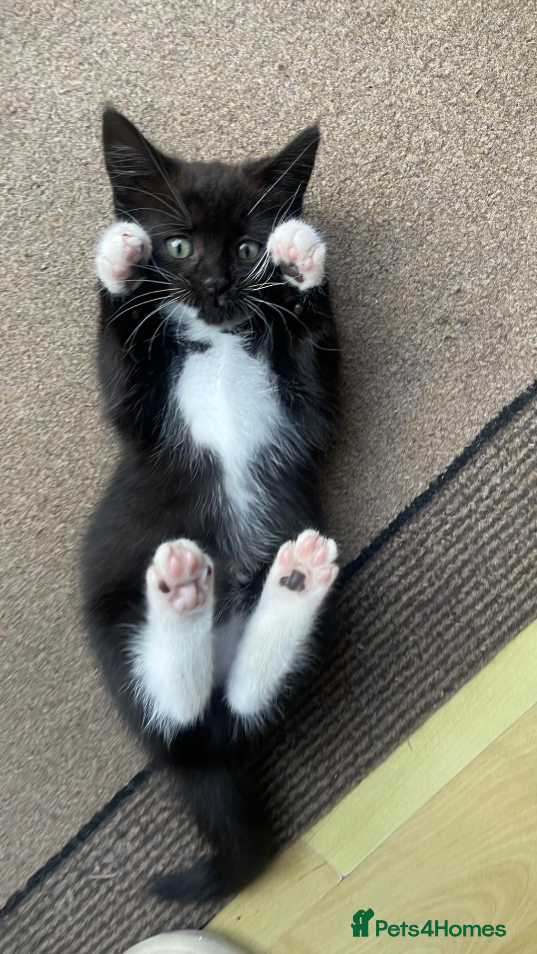 Mixed Breed cats 1 Female Kitten Left  - Advert 1