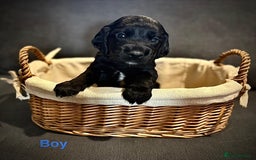 Cocker Spaniel dogs for sale: Stunning litter of Working Cocker Spaniels - Image 2