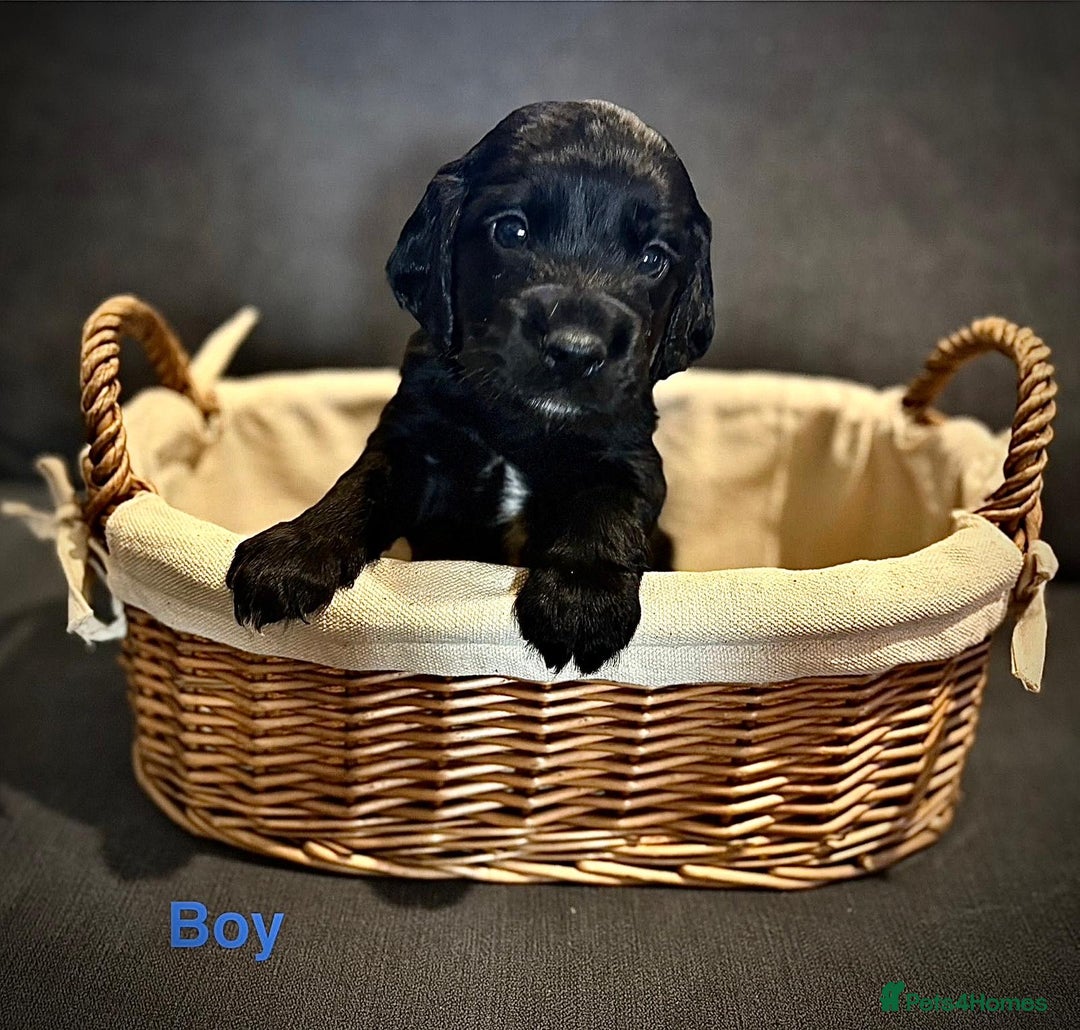 Cocker Spaniel dogs for sale: Stunning litter of Working Cocker Spaniels - Image 2