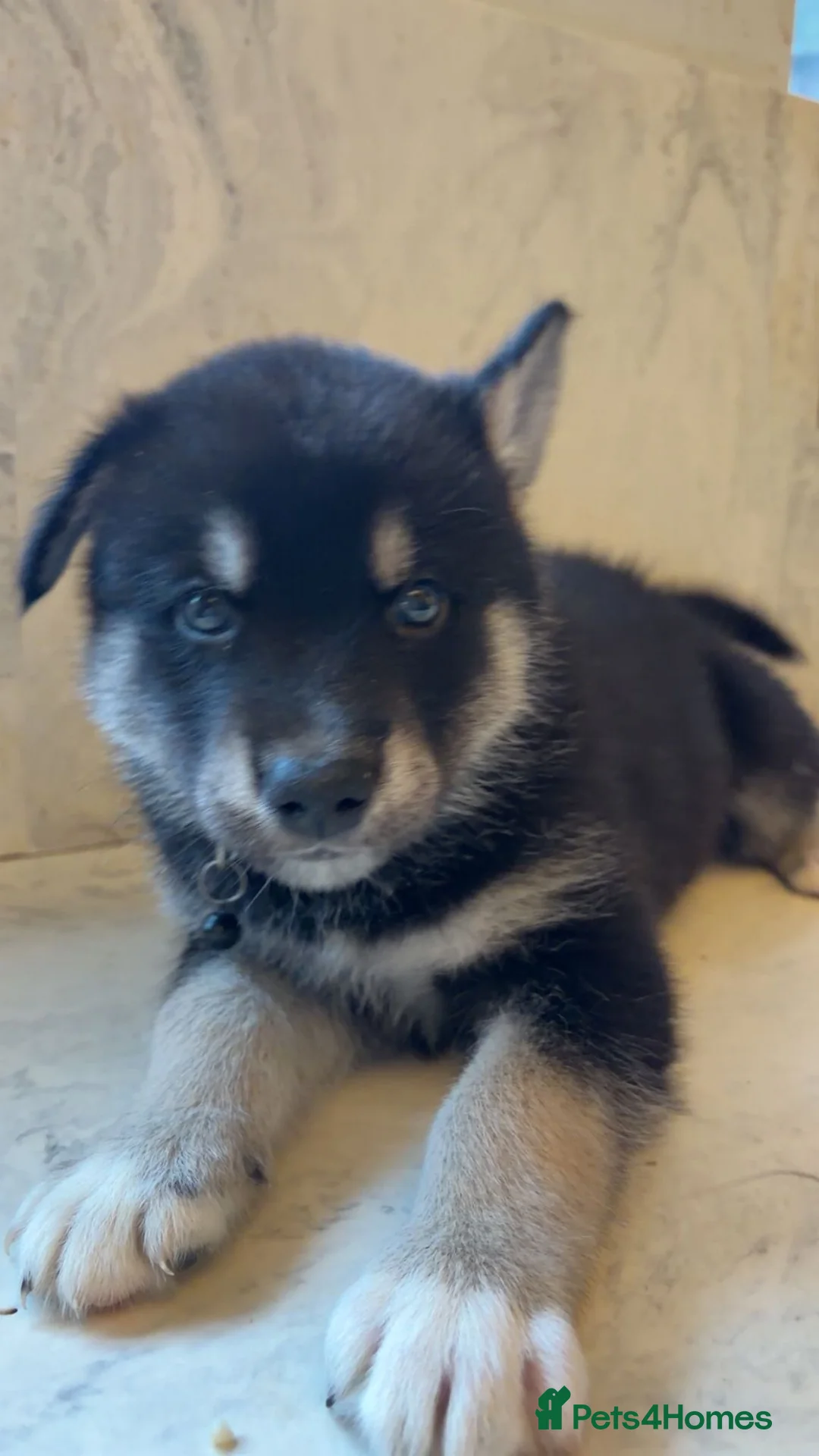 Northern Inuit dogs for sale: Northern Innuit puppies for sale  - Advert 17