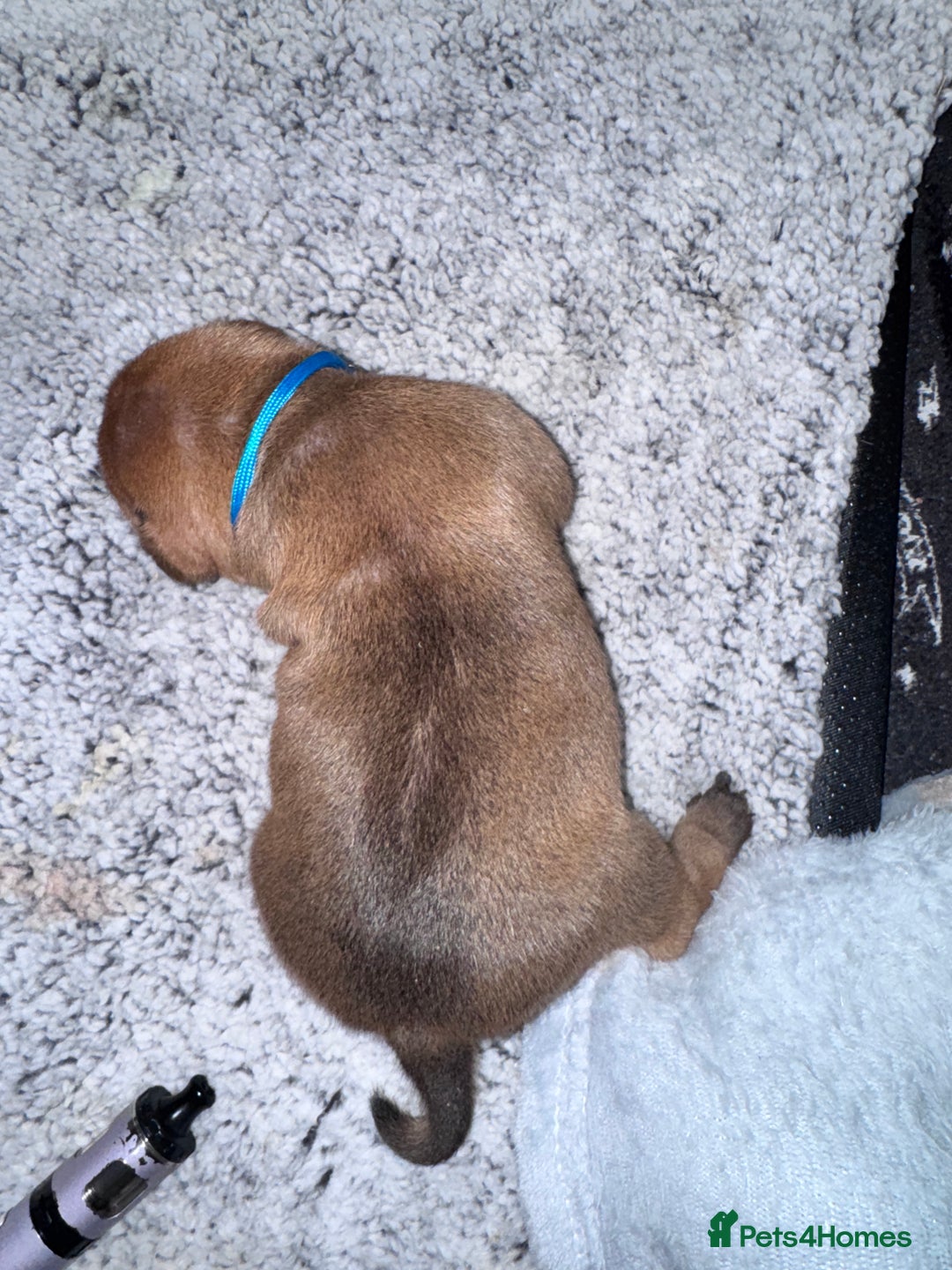 Staffordshire Bull Terrier dogs for sale: Beautiful litter of red staffy pups - Advert 6