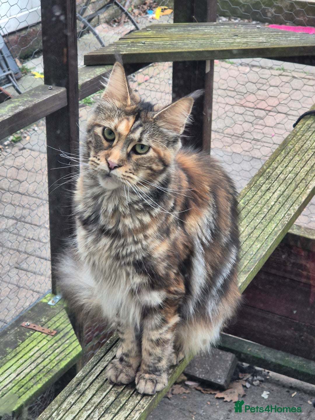 Maine Coon cats for sale: Russian /xxl maine coon - Advert 1
