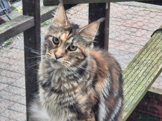 Maine Coon cats Russian /xxl maine coon - Advert 8