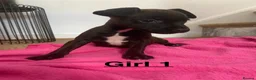Mixed Breed dogs for sale: Patterdale x Lakeland  - Advert 3