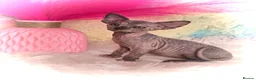 Sphynx cats for sale: 🐾 Gorgeous Sphynx Kittens – Reservations Open! 🐾 - Advert 2