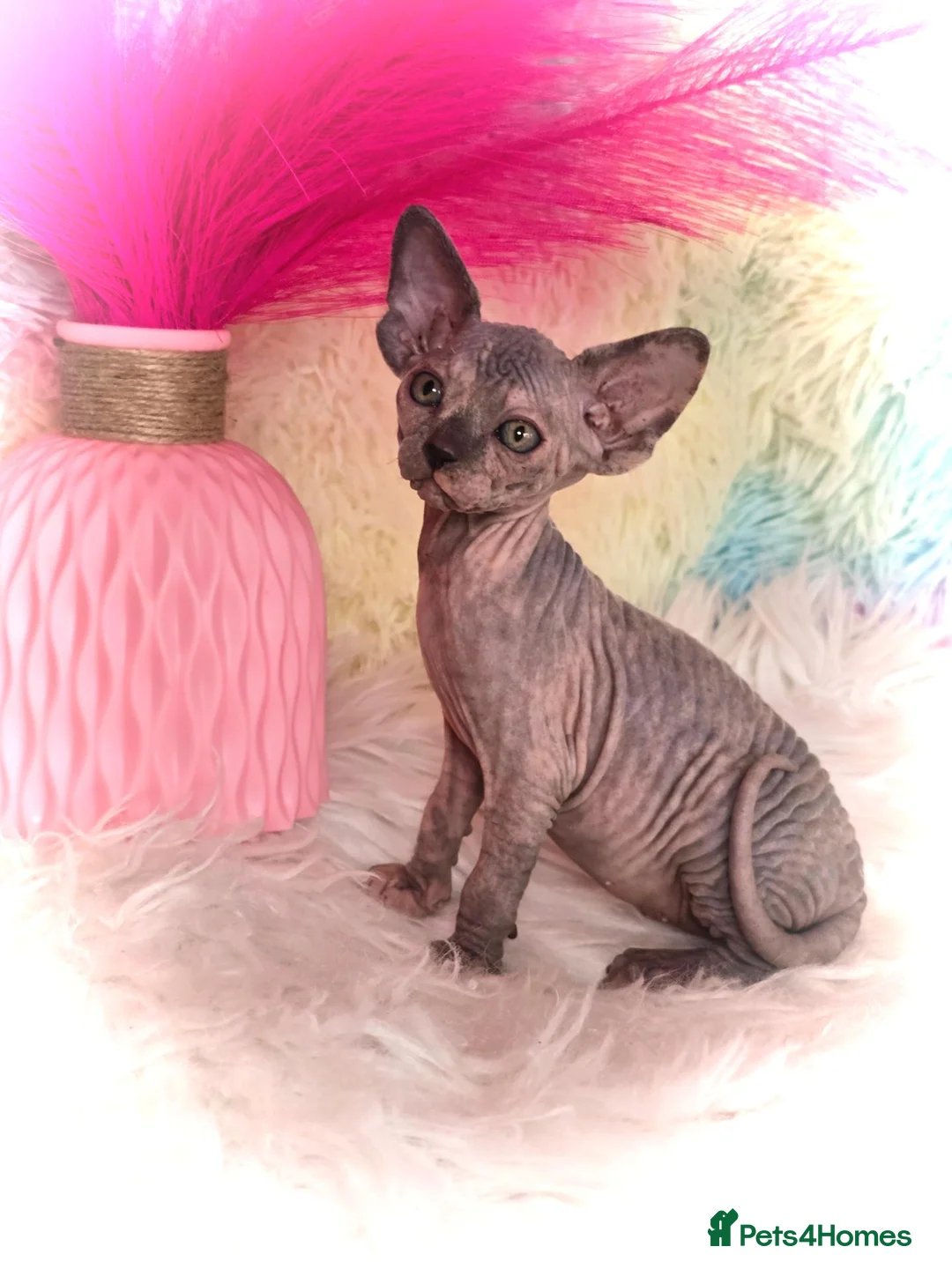 Sphynx cats for sale: 🐾 Gorgeous Sphynx Kittens – Reservations Open! 🐾 - Advert 2