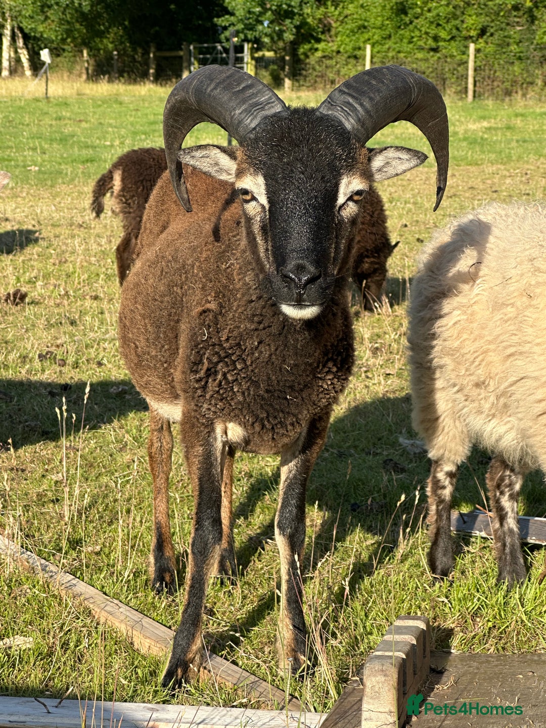 Sheep livestock for sale: 1 Year old Soay cross Boreray Ram for sale.  - Image 6