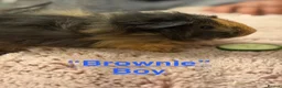 Guinea Pig rodents for sale: Gorgeous piggies for sale - Advert 14