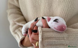 English Bull Terrier dogs for sale: Champion line EBT Puppies - Image 27