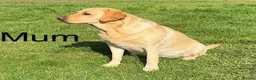 Labrador Retriever dogs for sale: READY TO GO Fox Red Labrador Puppies in Cheddar - Advert 5