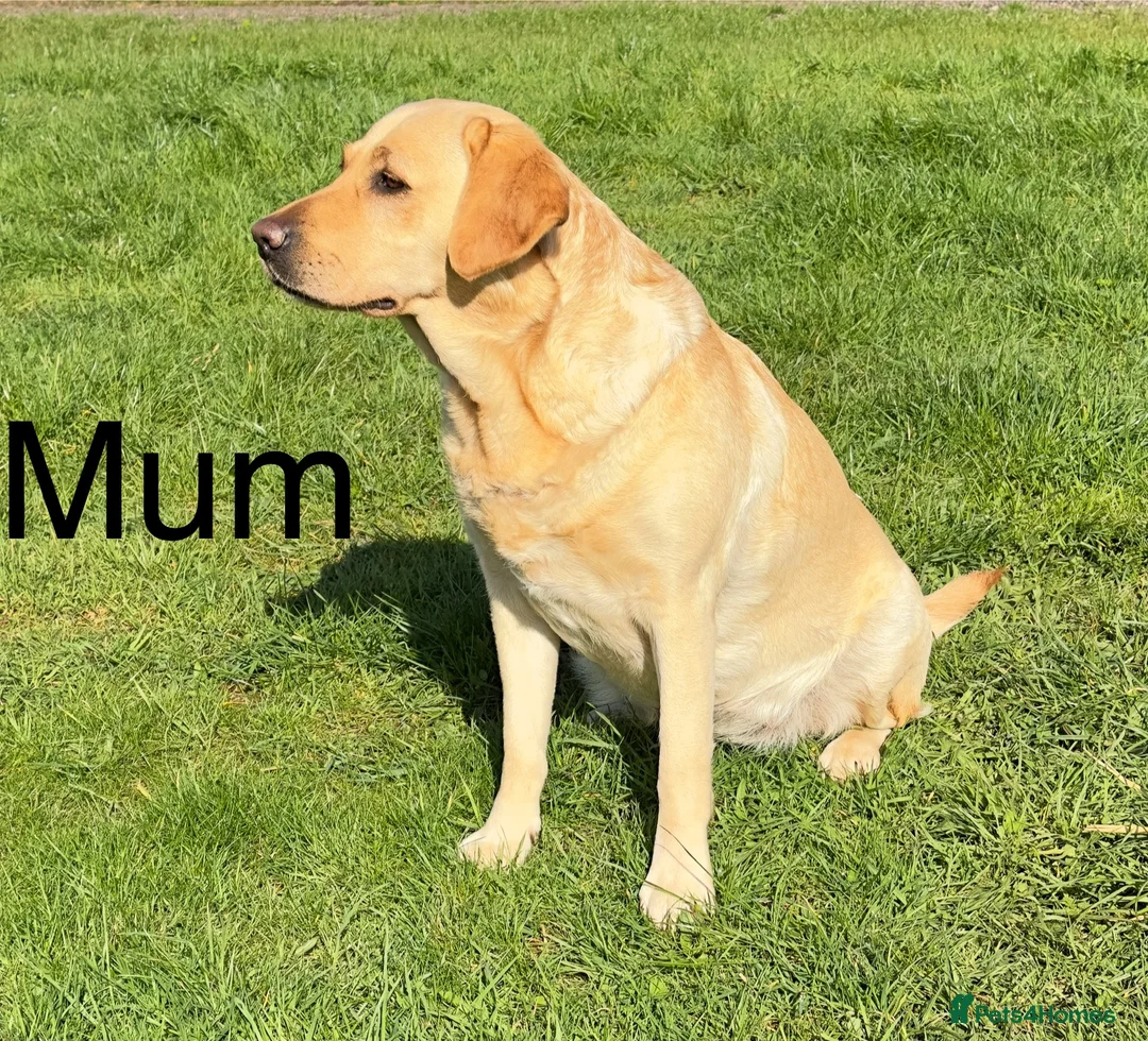 Labrador Retriever dogs for sale: READY TO GO Fox Red Labrador Puppies in Cheddar - Advert 5