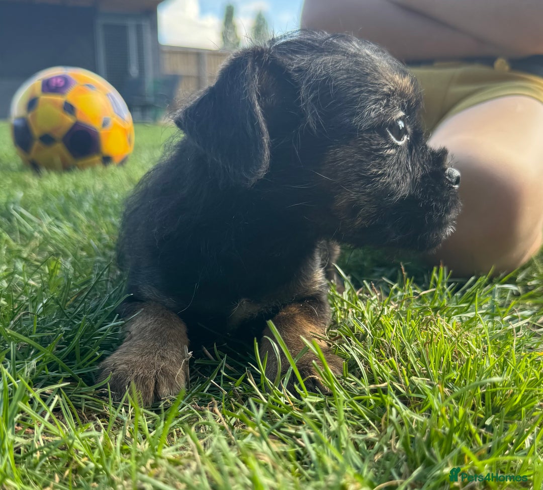 Border Terrier dogs for sale: Border terrier puppies for sale - Image 11