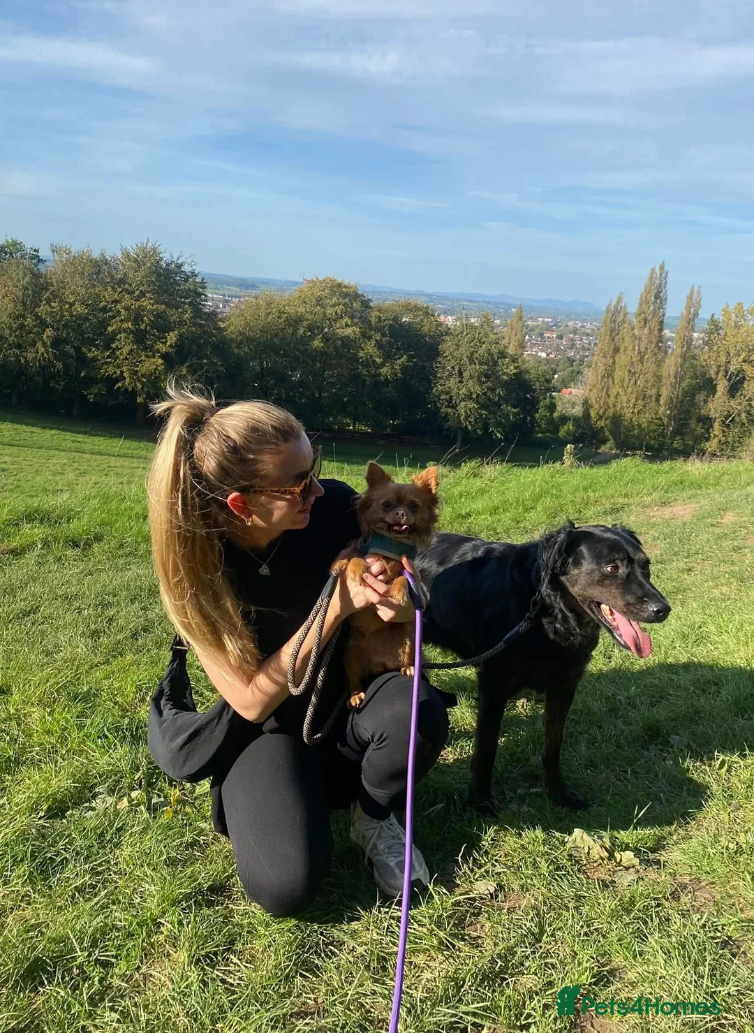 Mixed Breed dogs for sale: Large mixed breed for rehoming  in Gloucester - Advert 2