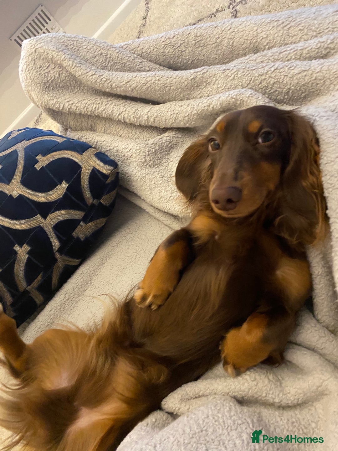Miniature Dachshund dogs for stud: Long-haired miniature Dachshund in Hitchin - Advert 8