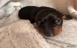 Miniature Dachshund dogs for sale: 🐾 miniature Dachshund females for sale🐾 - Image 13