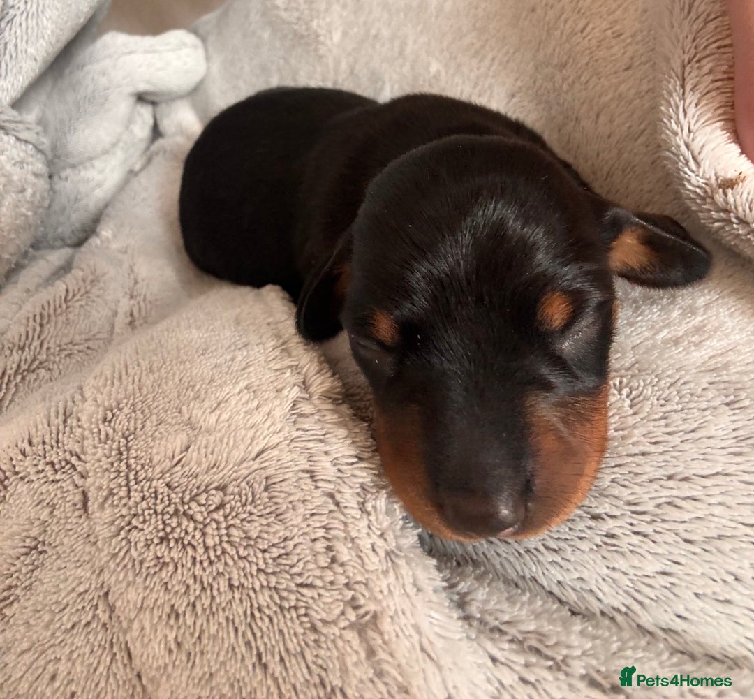 Miniature Dachshund dogs for sale: 🐾 miniature Dachshund females for sale🐾 - Image 13