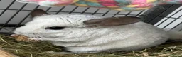 Chinchilla rodents for sale: Chinchilla chin pair male cage accessories rodent in Hyde - Advert 4