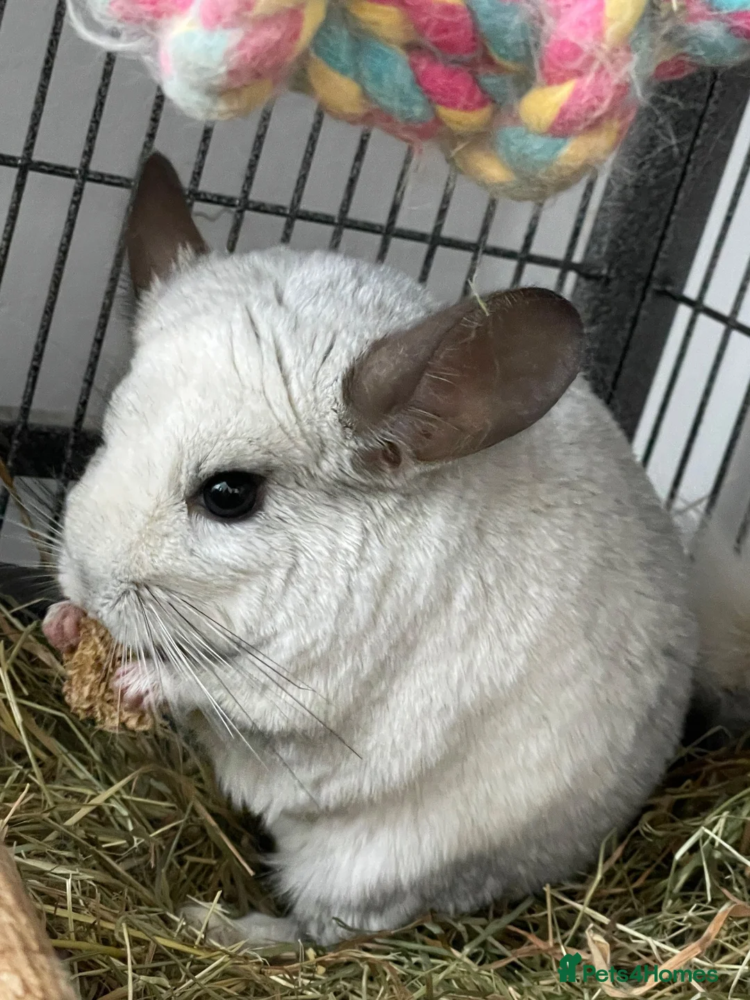 Chinchilla rodents for sale: Chinchilla chin pair male cage accessories rodent in Hyde - Advert 4