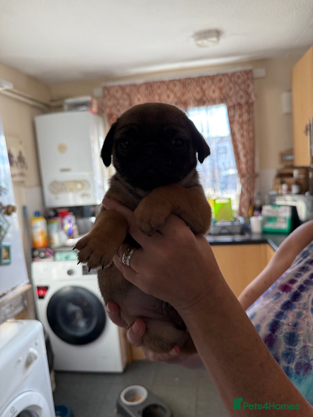 Pug dogs for sale: Pug puppies *READY NOW!!* - Image 18