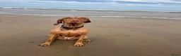 Hungarian Vizsla dogs for sale: EXCEPTIONAL HUNGARIAN VIZSLA PUPPIES in Sleaford - Advert 13