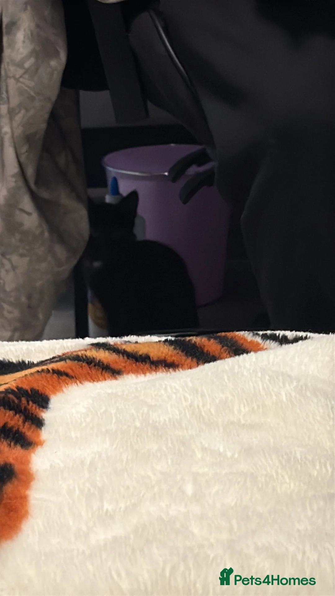 Mixed Breed cats for sale: Sasha in Hornchurch - Advert 2