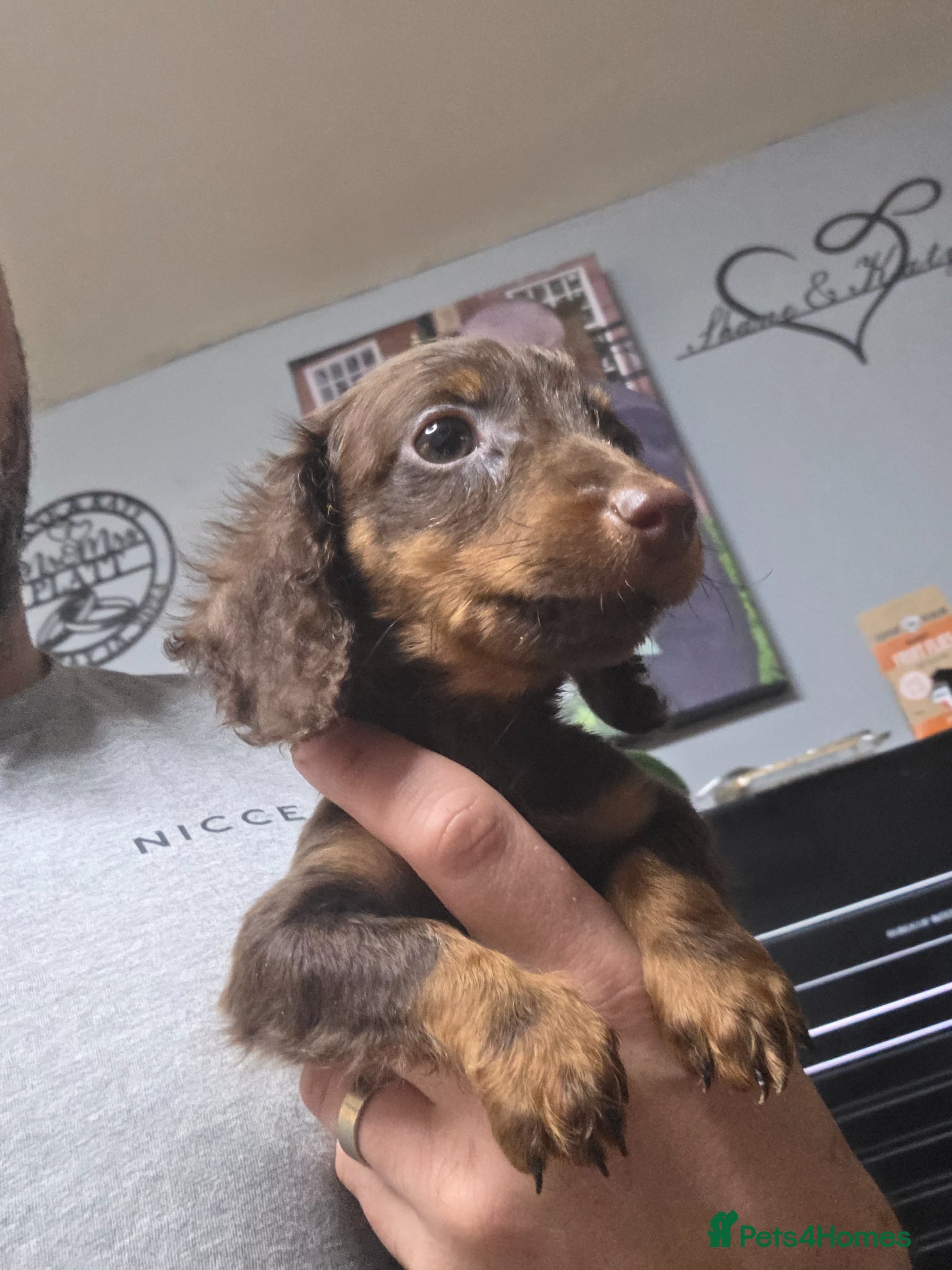 Miniature Dachshund dogs Long Haired Miniature Dachshund Puppies - Advert 11