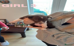 Border Collie dogs for sale: BEAUTIFUL BORDER COLLIE PUPPIES - Image 5