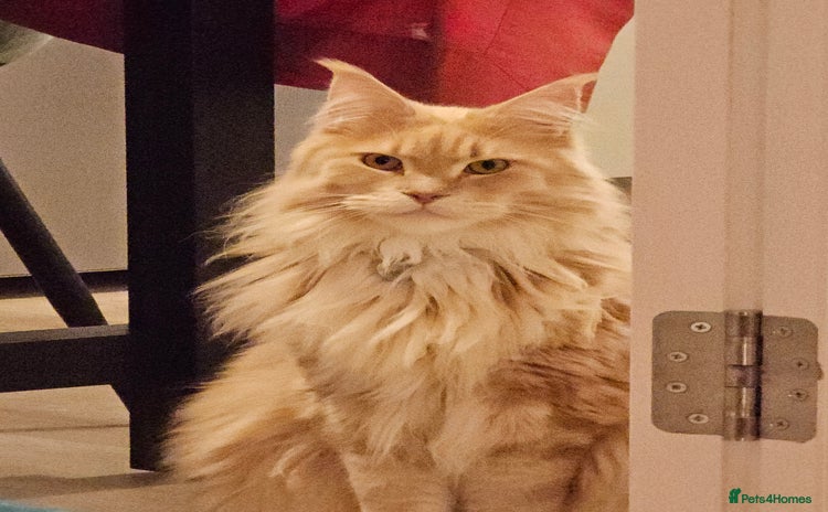 Maine Coon cats Maine coon cats for rehoming - Advert 3