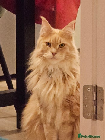 Maine Coon cats Maine coon cats for rehoming - Advert 1