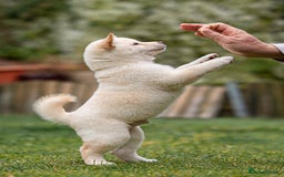 Japanese Shiba Inu dogs for sale: Beautiful Cream Shiba Inu boy for sale  - Image 16