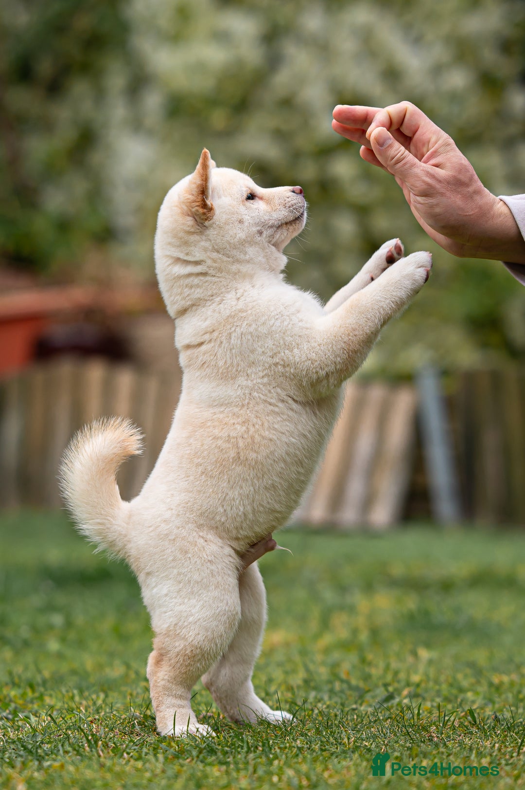 Japanese Shiba Inu dogs for sale: Beautiful Cream Shiba Inu boy for sale  - Image 16