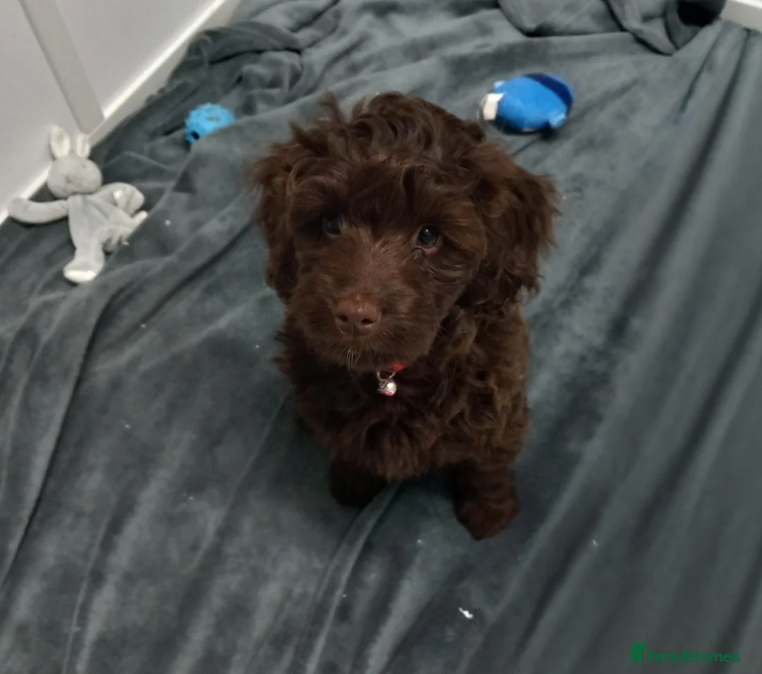 Cockapoo dogs for sale: Last cockapoo puppy left ready now  - Advert 1