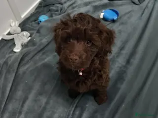 Cockapoo dogs toy cockapoo puppies ready now - Advert 6