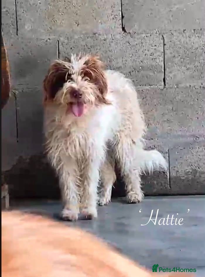 Mixed Breed dogs Hattie. 5 yrs approx. Available for adoption. - Advert 1