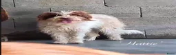 Mixed Breed dogs for adoption: Hattie. 5 yrs approx. Available for adoption. in Brixham - Advert 1