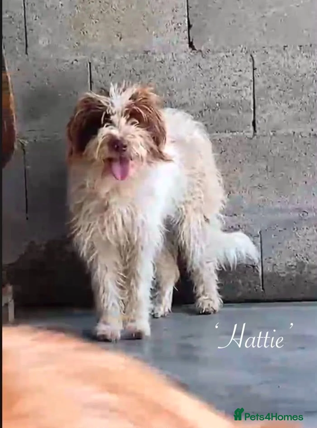 Mixed Breed dogs for adoption: Hattie. 5 yrs approx. Available for adoption. in Brixham - Advert 1