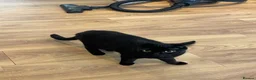 Domestic Shorthair cats for sale: Two beautiful sisters who need a loving home.  - Advert 6