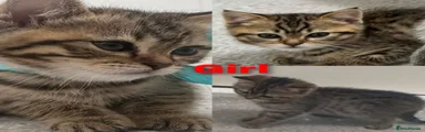 Scottish Fold Kitten 5