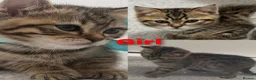Scottish Fold cats for sale: Beautiful Scottish fold/straight ears kittens - Advert 6