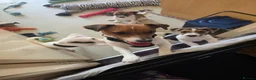 Mixed Breed dogs for sale: Jack Russell Puppies for Sale - Advert 8
