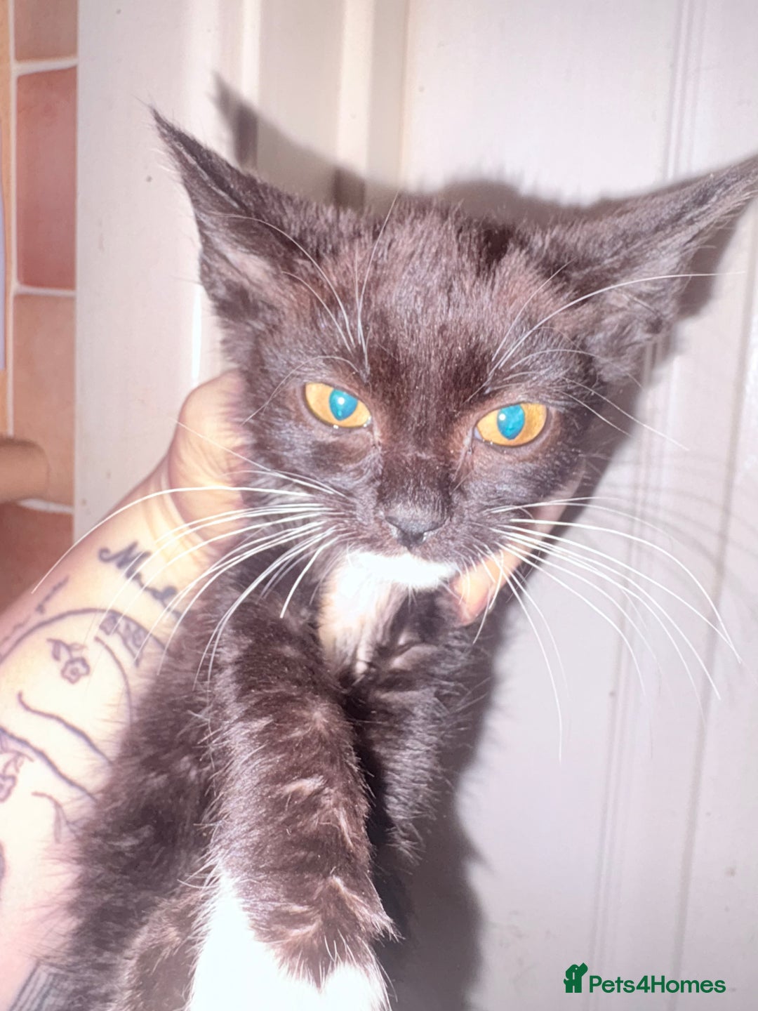 Mixed Breed cats for sale: Kittens ready for loving homes  - Advert 4