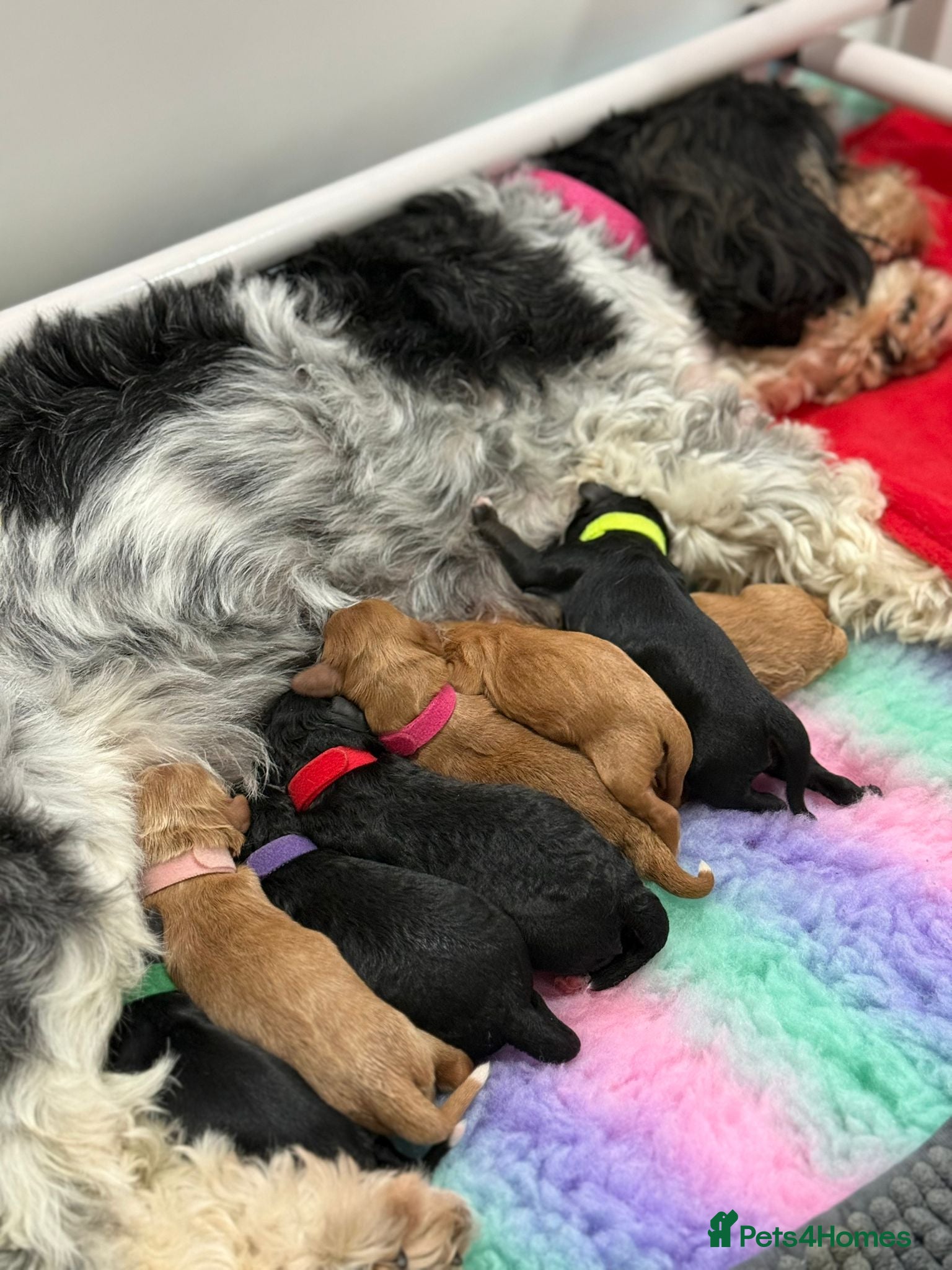 Cavachon dogs Cavapoochon pups for sale - Advert 1