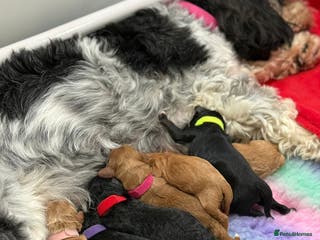 Cavachon dogs Cavapoochon pups for sale - Advert 2