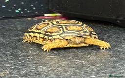 Tortoise reptiles for sale: Tortoise African Leopard  - Image 2