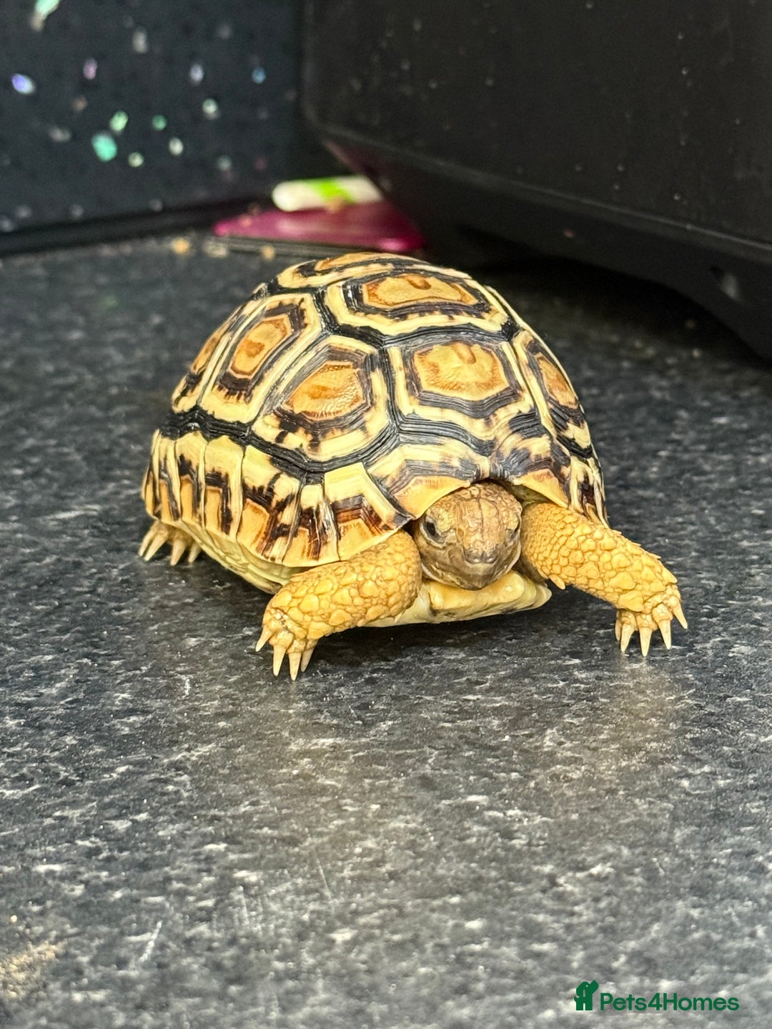 Tortoise reptiles for sale: Tortoise African Leopard  - Image 2
